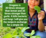 Oregano Tea Recipe and Simple Ways to Enjoy It